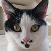 Rescue cat Jasmine from Save a Stray, Sheffield, South Yorkshire, needs a home