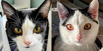Rescue cats Lj and Pj from Cat Patrol Rescue, Nottingham, Nottinghamshire, need a home