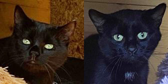 Rescue Cats Mango & Inky, Filey Cat Rescue, Scarbouough needs a home