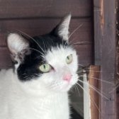 Rescue Cat Misty, Rescue Remedies, Horley needs a home