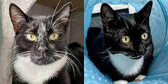 Rescue cats Miyagi and Socks from Cat Patrol Rescue, Nottingham, Nottinghamshire, need a home