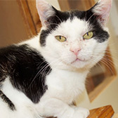 Rescue cat Monty from Cat Action Trust 1977 - Ayrshire, Kilmarnock, Strathclyde, needs a home