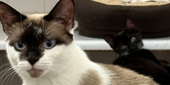Rescue cats Peaches and Cream from Celia Hammond Animal Trust - Lewisham, East London, West London, West Kent, need a home