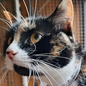 Rescue cat Pebbles from Orpington Cat Rescue, West Kent and East London, needs a home