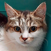 Rescue cat Princess from Orpington Cat Rescue, West Kent and East London, needs a home