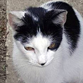 Rescue cat Roxy from Feline Friends London, Hackney, East London, West London, needs a home