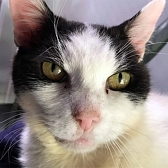 Rescue cat Salmon, at Mayhew, Brent, needs a new home