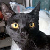 Rescue cat Shadow, at Team Cat Rescue, Birmingham, needs a new home