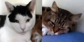 Rescue cats Snowy and Kizzy, at Cats in Crisis - Epsom, Surrey, need a new home