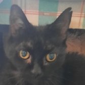 Rescue Cat Sooty, Brinsley Animal Rescue, Nottingham needs a home