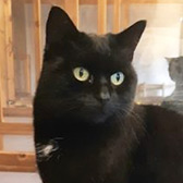 Rescue cat Tinkerbell from Barnsley Animal Rescue Charity, Barnsley, South Yorkshire, needs a home