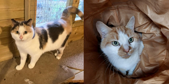 Rescue cats Vexy & Deany from Felines 1st, Crawley, Rehoming in Surrey, West Sussex & East Sussex