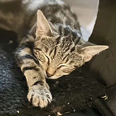 Rescue cat Victoria from Bushy Tail Cat Aid, Watford, Hertfordshire, West London, needs a home