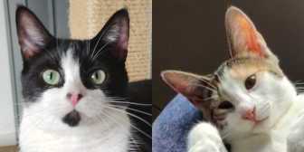 Rescue Cats Carla & Tilly, Celia Hammond Animal Trust - Canning Town  needs a home