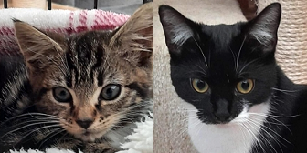 Rescue Cats Dottie and Summer from Little Paws Cat Haven, Wolverhamptonm, need a home