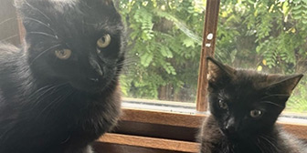 Rescue cats Mama Bear and her babies from Celia Hammond Animal Trust - Canning Town, Canning Town, Essex, West Kent, East London, need a home