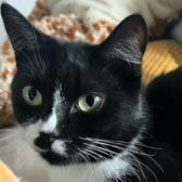 Rescue Cat Maya from Here For Cats, Surrey, needs a home