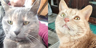 Rescue cats Smokey and Ginger George from Cats Protection - Stranraer & District, Stranraer, Dumfries & Galloway, need a home