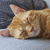 Rescue cat Vinnie from Toe Beans Cat Rescue, Saffron Walden, Essex, needs a home. 