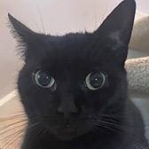 Rescue cat Naomi from Kats Cradle Cat Rescue, Wolverhampton, Staffordshire, West Midlands, needs a home