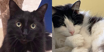 Rescue cats Rivet and Riviera from The Moggery Rehoming Centre, Bristol, need a home