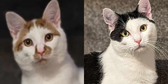 Rescue cats Ben and Bill from Candy and Tibby Trust, Wrexham, Cheshire, Wales, need a home