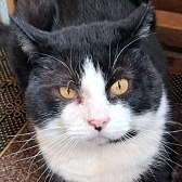Rescue cat Billy The Kid, at Silk Cat Rescue, Macclesfield, needs a new home