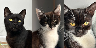 Rescue cats Cleo, Chip and Mabel from Society for Abandoned Animals, Manchester, Lancashire, Cheshire, need a home