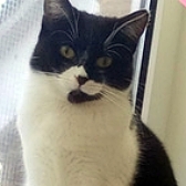 Rescue cat Karen, at Candy and Tibby Trust, Wrexham, needs a new home