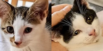 Rescue cats Luigi and Yoshi from Fur & Feathers Animal Sanctuary, Wythall, Worcestershire, West Midlands, need a home