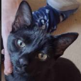 Rescue Cat Shadow,  Candy and Tibby Trust,  Wrexham needs a home