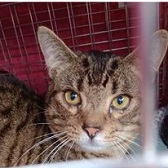 Rescue cat Thor from Candy and Tibby Trust, Wrexham, needs home