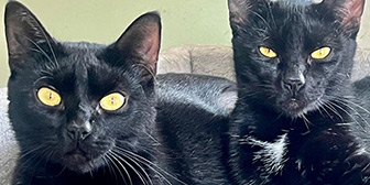 Rescue cats Isadora and Zelda from Kats Cradle Cat Rescue, Wolverhampton, Staffordshire, West Midlands, need a home