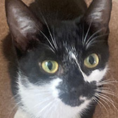 Rescue cat Brodie from Stray Cat Rescue Team West Midlands, Wolverhampton, West Midlands, needs a home