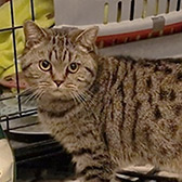 Rescue cat Foley from Strawberry Persian Pedigree Cat Rescue UK, Birmingham, West Midlands, needs a home