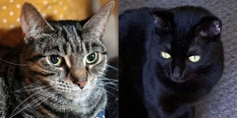 Rescue cats Gatina & Panterina, at CAFO Rescue, Crewe, need a new home