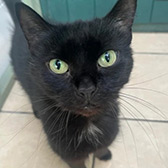 Rescue cat Livvie from TAG Pet Rescue, Margate, East Kent, needs a home