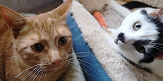 Rescue cats Nemo and Oreo from Bentham and District Pet Rescue, Bentham, Cumbria, Lancashire, North Yorkshire, need a home