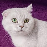 Rescue cat Paco Rabanne from Strawberry Persian Pedigree Cat Rescue UK, Birmingham, West Midlands, needs a home