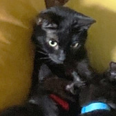 Rescue Cat Penny from Stray Cat Rescue Team West Midlands, Wolverhampton, needs a home
