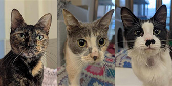 Rescue cats Pixie, Wren and Chapman from Raystede Centre for Animal Welfare, Ringmer, West Kent, East Sussex, West Sussex, Surrey, needs a home
