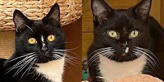 Rescue cats Rita and Lenny from Fur & Feathers Animal Sanctuary, Wythall, Worcestershire, West Midlands, need a home