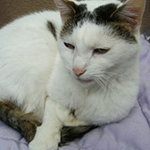 Rescue cat Sam from Thanet Cat Club, Broadstairs, East Kent, needs a home