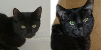 Rescue cats Tom and Jerry from Thanet Cat Club, Broadstairs, East Kent, need a home