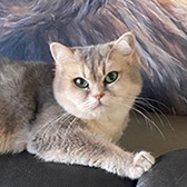 Rescue cat Willow from Strawberry Persian Pedigree Cat Rescue UK, Birmingham, West Midlands, needs a home