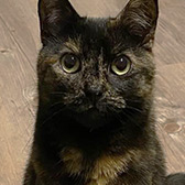 Rescue cat Abbi from Cat Lady TNR, Grays, Essex, needs a home