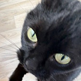 Rescue cat Bellatrix from A Purrfect Friend, Preston, Lancashire, needs a home
