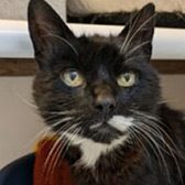 Rescue cat Bertie from Borders Pet Rescue, Earlston, Scottish Borders, needs a home