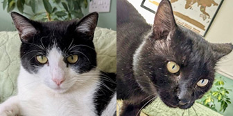 Rescue cats Billy and Ralphie from Cat & Kitten Rescue, Watford, Bedfordshire, Buckinghamshire, Hertfordshire, London West, need a home