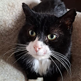 Rescue cat Bonser from Little TinCRs, Leeds, West Yorkshire, needs a home